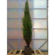 �C���O���b�V���K�[�f���ɂ��������߂̃X�J�C���P�b�g�I��A���ł������Ȑ��_��