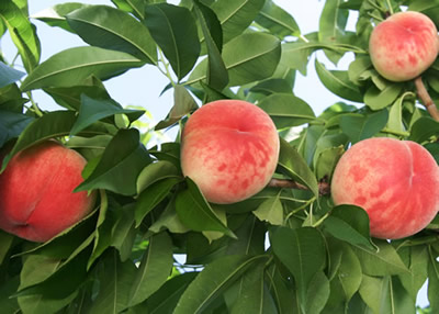 �L����� �Ǖi�l�b�g����