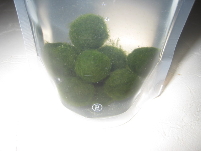 まりも ｍサイズ 約1 5ｃｍ 10個セット マリモ 毬藻 有限会社 アルル 問屋 仕入れ 卸 卸売の専門 仕入れならnetsea