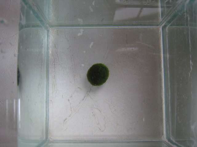 まりも ｍサイズ 約1 5ｃｍ 10個セット マリモ 毬藻 日用雑貨 有限会社 アルル 問屋 仕入れ 卸 卸売の専門 仕入れならnetsea