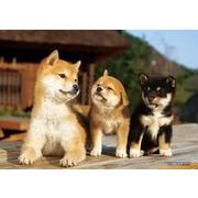 P88-023 縁側ともだち