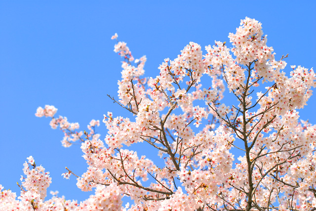 桜咲く・春のひと品♪スイートサクラティー◇緑茶【便利なティーパッグ