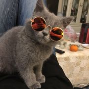 ペット用品 サングラス 猫 愛犬用 メガネ 紫外線防止 目を守る ファッション おしゃれ