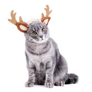 新作 年賀状用のお写真に　帽子　ペット雑貨 可愛い　ペット用品 ネコ雑貨