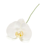 MAGIQ　アミュゼファレノ　ホワイト　アーティフィシャルフラワー　造花　お正月　胡蝶蘭　ファレノ