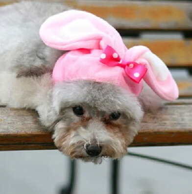 ◆超萌え！◆ベット変身帽◆ペット用品◆犬用帽子◆犬のハット◆可愛い◆◆ベット帽子◆