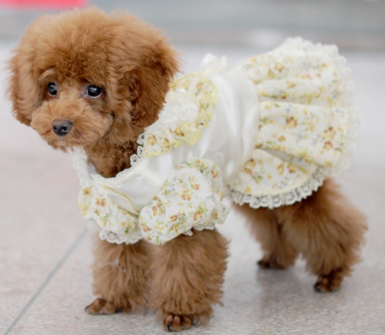 小型犬☆超可愛いペット服☆犬服☆犬用のスカート★ペット用スカート★犬服彡★犬用ウェディングドレス