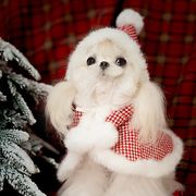 秋冬新作 小型犬服★超可愛いペット服★犬服★猫服★犬用★ペット用品★ネコ雑貨  クリスマス