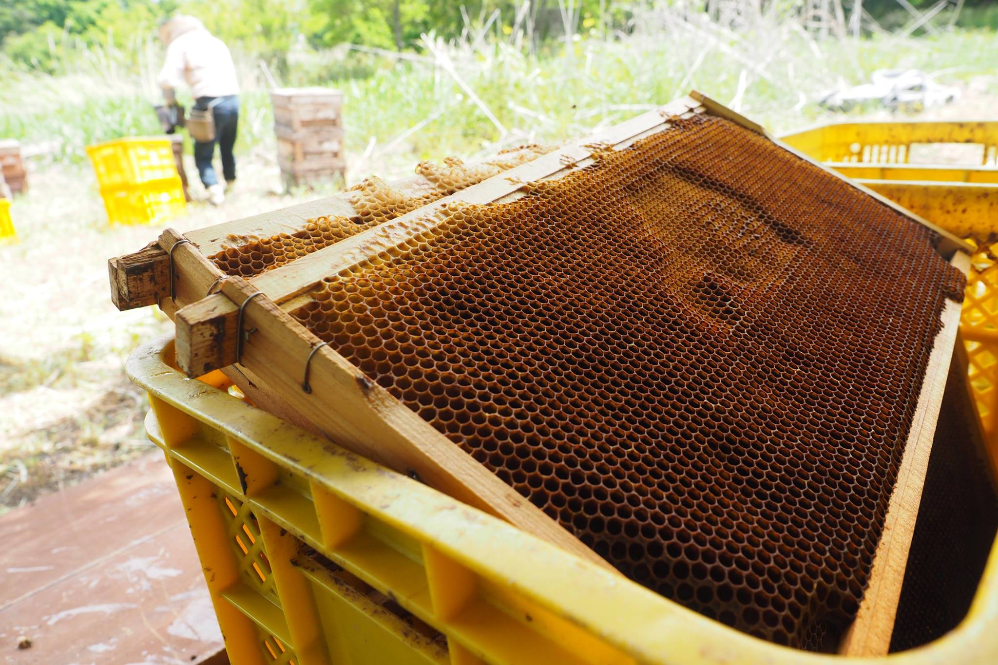 養蜂用ブラシ　豚毛ブラシ　蜂の巣ブラシ　ハチミツと分離するために使用