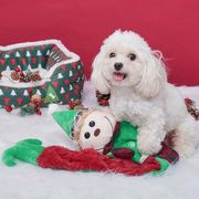 ペット玩具　ペット用品　クリスマス　おもちゃ　噛む練習　歯に健康　犬と遊び　ストレス解消