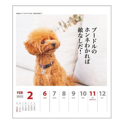 大人気 プードル犬川柳 週めくり 壁掛け 卓上カレンダー22年 雑貨 株式会社 ブライエンタープライズ 問屋 仕入れ 卸 卸売の専門 仕入れならnetsea