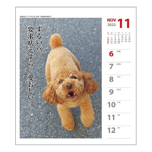 大人気 プードル犬川柳 週めくり 壁掛け 卓上カレンダー22年 雑貨 株式会社 ブライエンタープライズ 問屋 仕入れ 卸 卸売の専門 仕入れならnetsea