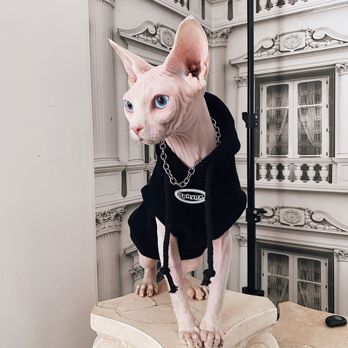 無毛の猫の服スフィンクスブラックプラスベルベットパッド入りショートフットセーター純綿