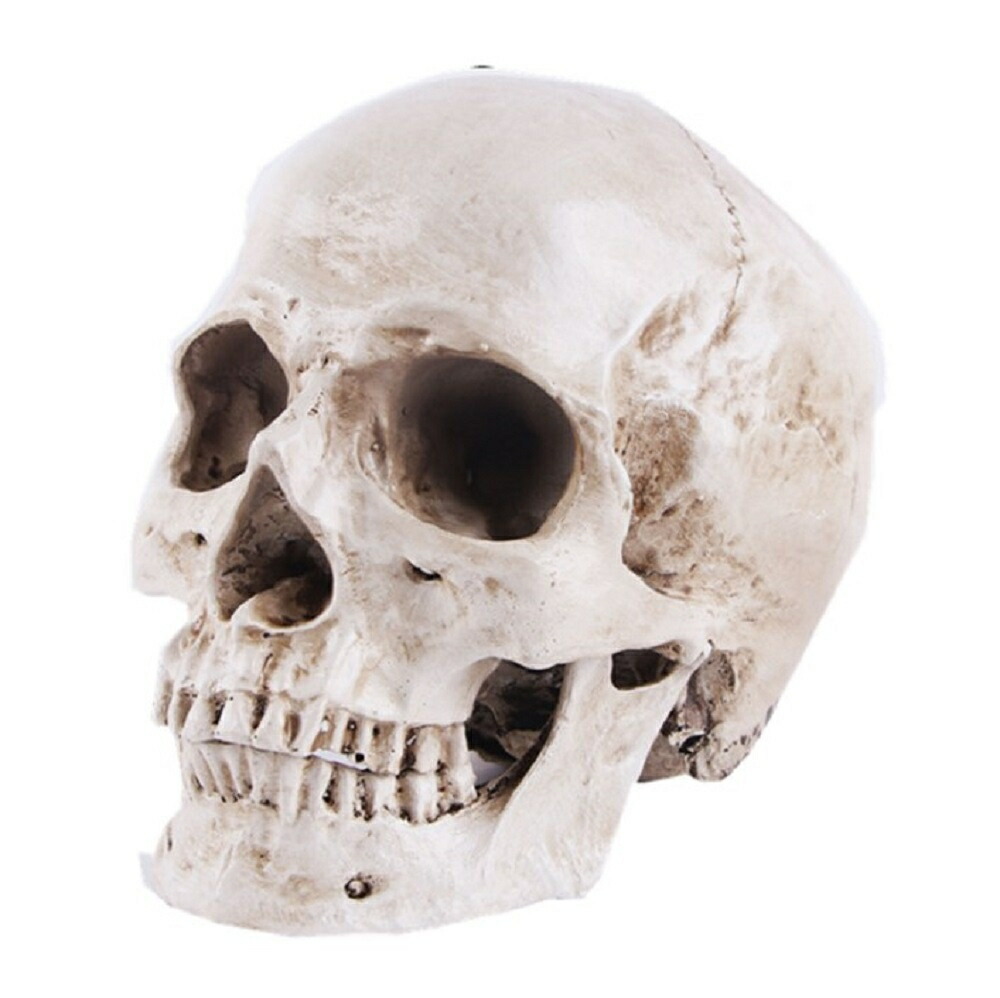 物大 頭蓋骨 レプリカ あごが動く可動式 骸骨 人体模型 骨格標本