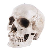 物大 頭蓋骨 レプリカ あごが動く可動式 骸骨 人体模型 骨格標本 骨格模型 等身大 精密模型 精密モデル