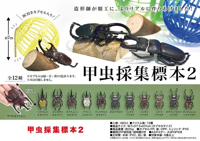 甲虫採集標本２