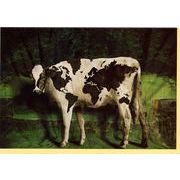 グリーティングカード 多目的 ウシシリーズ「GLOBAL COW」ウシシリーズ 牛 カラー写真