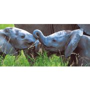 ロングポストカード サマーカード「ねえ、ねえ 聞いて」カラー写真 暑中見舞い 象 ゾウ