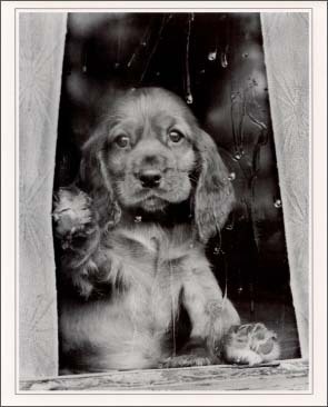 ポスター モノクロ写真「窓辺の子犬」インテリア コレクション