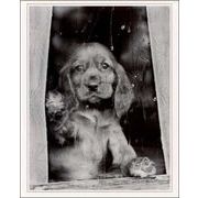 ポスター モノクロ写真「窓辺の子犬」インテリア コレクション