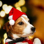 ペット用品、クリスマスペット用品、帽子マフラーセット、犬の衣、ネコ服、ペットの頭飾り