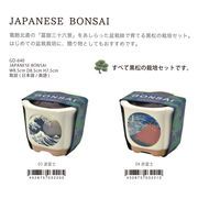 JAPANESE BONSAI 黒松 栽培セット