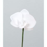 造花　ドライ　ディスプレイ　Ａ－３４２３５　コチョウランピッ　＃００１　ホワイト