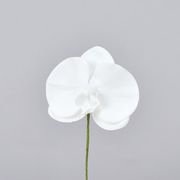 造花　ドライ　ディスプレイ　Ａ－３４２３６　コチョウランピッ　＃００１　ホワイト