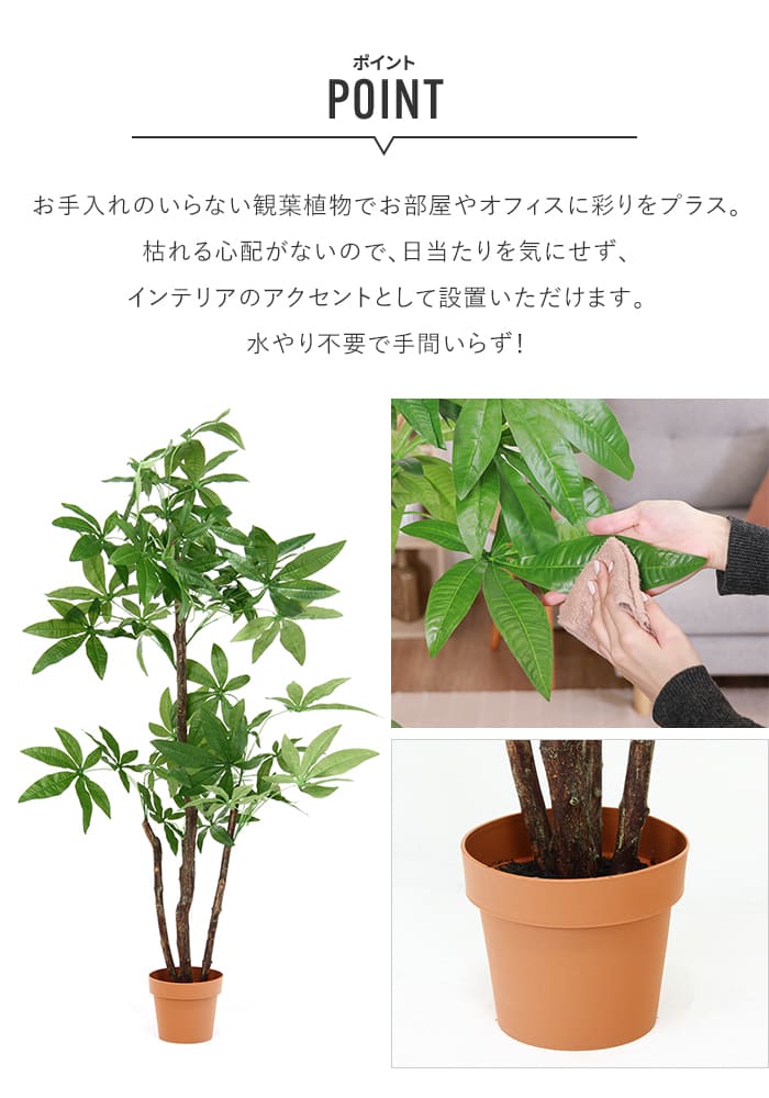 観葉植物 パキラ スタンダード-