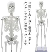 人体模型 45cm 人体骨格模型 骨格標本 稼動 直立 スタンド 教材 45cm 1/4