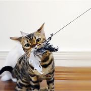 猫おもちゃ カラフル 羽 運動不足解消 ペットグッズ 防水 羽根 ナイロン糸 鈴  猫じゃらし 釣り竿 伸びる