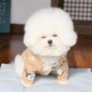 新しい韓国の秋と冬の暖かい子羊のウールのフラワーベストジャケット犬のセーター