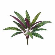 MAGIQ ピーコックカラテアブッシュ　1本　FG008945-zzz