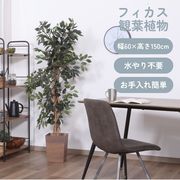 観葉植物 フィカス 690 A