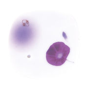 夢の夢　朝露香皿 【お香用品】