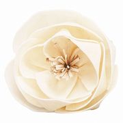 【2026年SS新作】ソラフラワー　ドライ　ソラ　ナニワバラ　白　4輪入　YF145576-zzz