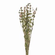 【2026AW新作】風の花 ドライフラワー   段菊 ピンク 45ｇ入 DN000203-002