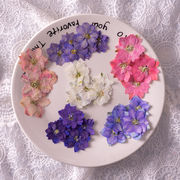 押し花 ドライフラワー ツバメオモト フラワー レース ジェル ネイル アート レジン アクセサリーパーツ