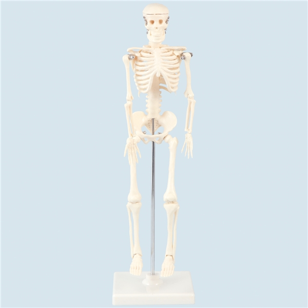 （値下げ）人体骨格模型　４２cm　9976【取寄品】※個人宅配送不可