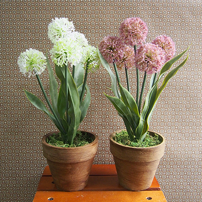 お部屋をグッと華やかに枯れない植物で作る手軽な癒し空間【フラワーポット・オニオンフラワー】