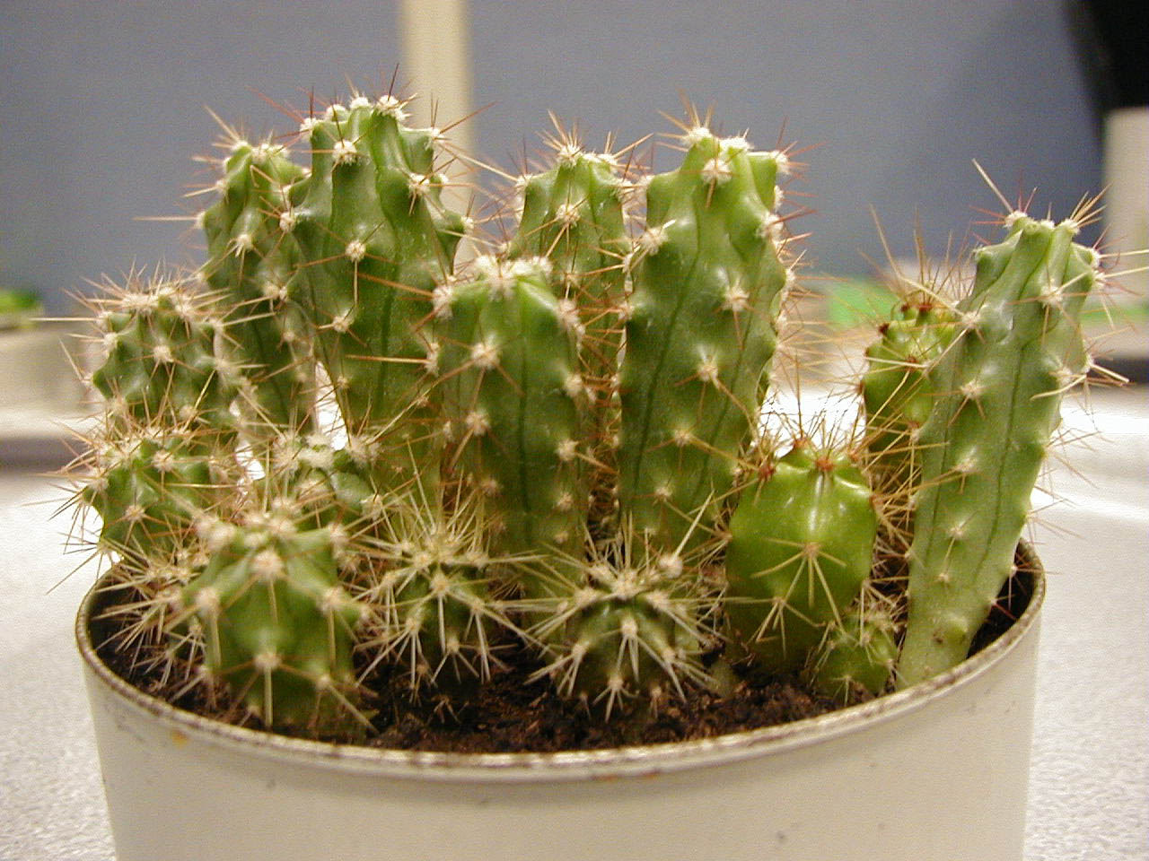 柱サボテン XL 【首都圏限定】| 観葉植物通販 AND PLANTS