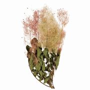 スモークツリー　ナチュラル　ドライフラワー　1束　約20g　ナチュラル