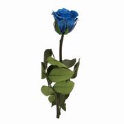 フロールエバー　ショートステム ローズ　グランブルー　アレンジメント　プリザーブドフラワー　バラ