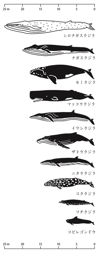 日本製 made in japan 手ぬぐい クジラの寸法 TE-488
