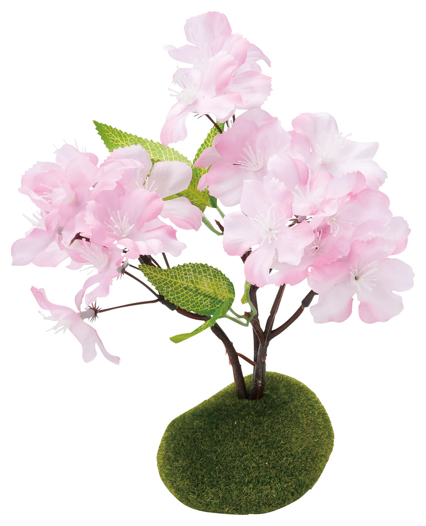 MNK：植木桜