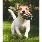 韓国ファッション 犬 おもちゃ かじりに強い ペット犬 歯ぎしり おもちゃ テディ小型犬 退屈を和らげる