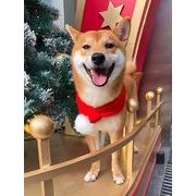 マフラーペット用　秋冬新作　首輪　マフラー　クリスマス　ペット用品　可愛い　犬猫兼用