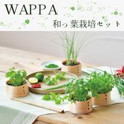 WAPPA 和っ葉栽培セット　GD-956