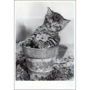 ポストカード モノクロ写真「植木鉢で眠る子猫」