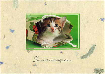 ポストカード カラー写真「紙袋に入った子猫」郵便はがき